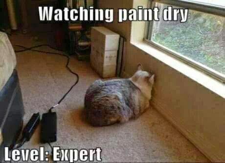 watching paint dry